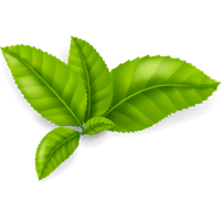 leaf-image-1